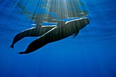 silhouette of short-finned pilot whales, Globicephala macrorhynchus, Kona Coast, Big Island, Hawaii, USA, Pacific Ocean