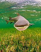 lemon shark, Negaprion brevirostris, Little Card Sound, Biscayne Bay, Key Largo, Florida Keys National Marine Sanctuary, Florida, USA, Caribbean Sea, Atlantic Ocean