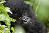 portrait of a young Mountain Gorilla, Gorilla gorilla beringei, sitting in rainforest, Volcano National Park, Rwanda