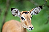 portrait of a female Impala, Aepyceros melampus, Lake Mburo National Park, Uganda
