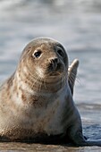 Grey Seal, Halichoerus grypus, lying on beach, Heligoland, Germany