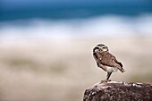 Burrowing Ow, Athene cunicularia, standing on rock at beach, Ilha do Mel, Brazil