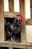 Gournay cockerel, male in hen house, Normandy, France