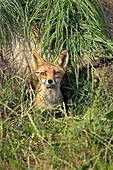 RED FOX vulpes vulpes, ADULT EMERGING FROM DEN, NORMANDY IN FRANCE
