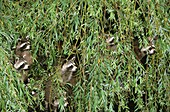RACCOON procyon lotor, HEADS EMERGING FROM GREEN FOLIAGE