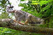 MANUL OR PALLAS´S CAT otocolobus manul, ADULT ON BRANCH