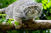 MANUL OR PALLAS´S CAT otocolobus manul, ADULT ON BRANCH
