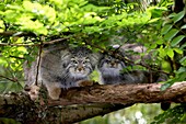 MANUL OR PALLAS´S CAT otocolobus manul, PAIR ON BRANCH UNDER FOLIAGE