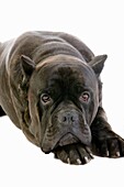 CANE CORSO, A DOG BREED FROM ITALY, ADULT LAYING DOWN AGAINST WHITE BACKGROUND OLD STANDARD BREED WITH CUT EARS