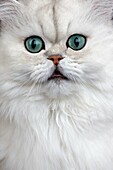 CHINCHILLA PERSIAN CAT, PORTRAIT OF ADULT WITH GREEN EYES