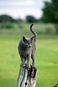 DOMESTIC CAT, ADULT ON POST, NAMIBIA