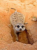 MEERKAT suricata suricatta, ADULT AT DEN ENTRANCE, NAMIBIA