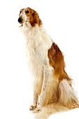 BORZOI OR RUSSIAN WOLFHOUND, ADULT AGAINST WHITE BACKGROUND