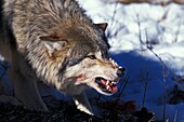 NORTH AMERICAN GREY WOLF canis lupus occidentalis, ADULT WITH KILL IN THREAT POSTURE, CANADA