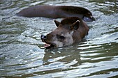 LOWLAND TAPIR tapirus terrestris, PAIR STANDING IN WATER