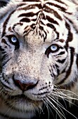 WHITE TIGER panthera tigris, HEAD CLOSE-UP OF ADULT