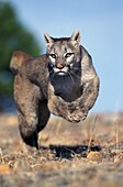 COUGAR puma concolor, ADULT RUNNING, MONTANA