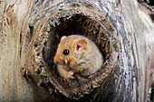 COMMON DORMOUSE muscardinus avellanarius, ADULT STANDING AT NEST ENTRANCE, NORMANDY IN FRANCE