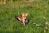 RED FOX vulpes vulpes, ADULT STANDING ON GRASS, NORMANDY IN FRANCE