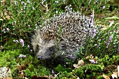 EUROPEAN HEDGEHOG erinaceus europaeus, ADULT NEAR WINTERT HEATER, NORMANDY IN FRANCE