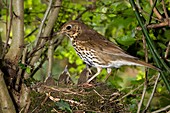 SONG THRUSH turdus philomelos, ADULT WITH CHICK IN NEST, NORMANDY IN FRANCE