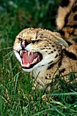 SERVAL leptailurus serval, ADULT SNARLING