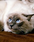BIRMANESE DOMESTIC CAT, ADULT WITH FEAR FACE