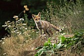 RED FOX vulpes vulpes, ADULT LOOKING OUT, NORMANDY