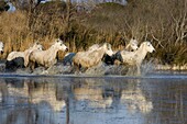CAMARGUE HORSE, HERD GALLOPING THROUGH SWAMP, SAINTES MARIE DE LA MER IN THE SOUTH OF FRANCE