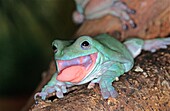 WHITE´S TREE FROG litoria caerulea, ADULT STICKING TONGUE OUT, AUSTRALIA