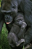 EASTERN LOWLAND GORILLA gorilla gorilla graueri, MOTHER CARRYING YOUNG