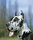 Great Dane or German Mastiff Dog old standard breed with cut ears