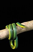 GREEN SNAKE opheodrys major COILED ON BRANCH AGAINST BLACK BACKGROUND