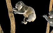 KOALA phascolarctos cinereus, ADULT LEAPING AGAINST BLACK BACKGROUND, AUSTRALIA