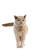 LILAC BRITISH SHORTHAIR CAT, ADULT MALE AGAINST WHITE BACKGROUND