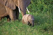 AFRICAN ELEPHANT loxodonta africana, MOTHER WITH CALF, KENYA
