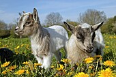 PYGMY GOAT OR DWARF GOAT capra hircus, 3 MONTHS OLD BABY WITH FLOWERS