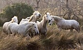 CAMARGUE HORSE, HERD, SAINTES MARIE DE LA MER IN THE SOUTH OF FRANCE