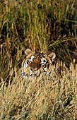 BENGAL TIGER panthera tigris tigris, ADULT CAMOUFLATED IN LONG GRASS