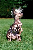 CHINESE CRESTED DOG, FEMALE WITH PUP SITTING ON GRASS