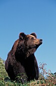 BROWN BEAR ursus arctos, ADULT