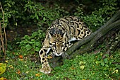 CLOUDED LEOPARD neofelis nebulosa, ADULT