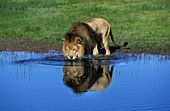 AFRICAN LION panthera leo, MALE DRINKING FROM POUND