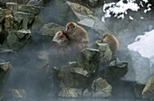 JAPANESE MACAQUE macaca fuscata, GROUP STANDING IN HOT SPRING WATER, HOKKAIDO ISLAND IN JAPAN