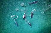 GREY WHALE OR GRAY WHALE eschrichtius robustus, AERIAL VIEW OF GROUPE, BAJA CALIFORNIA IN MEXICO