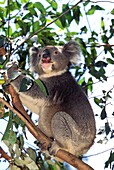 KOALA phascolarctos cinereus, ADULT STANDING IN TREE, AUSTRALIA