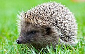 Hedgehog in the garden, Venice, Italy