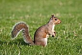 Grey Squirrel Profile, London