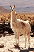 Lama near Negrillos village, Bolivia