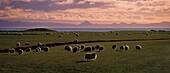 A flock of sheep graze organically on the meadows of Reykjanes Peninsula, near Faxafloi Bay and Mount Keilir volcano